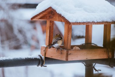 group of colorful Great Tit enjoy seeds, goodies in a wooden feeder in winter. A common Czech bird, Parus major, sings at the bird feeder.