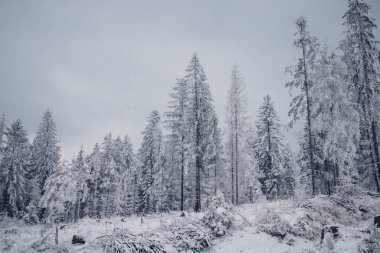 Çayırın ortasında tek başına çam ağacı. Beskydy, Czech cumhuriyetinde karla kaplı, geçilemez, çorak bir çöl..