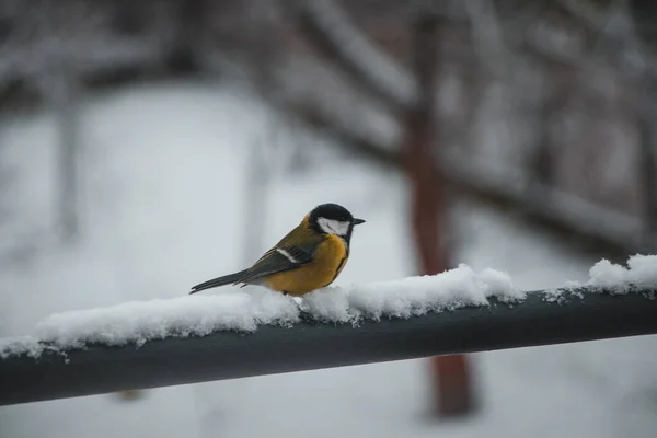 Hungry Tit Has Flown Fence Waiting His Friends Great Tit — Stok fotoğraf