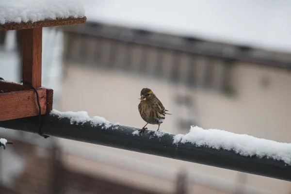 Ευρασιατικό Skylark Κάθεται Ένα Χιονισμένο Φράχτη Δίπλα Έναν Τροφοδότη Και — Φωτογραφία Αρχείου