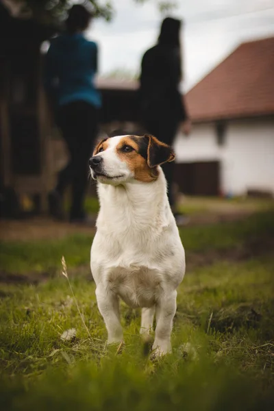 Beschermende Jack Russell Terrier Met Een Kalme Liefdevolle Uitdrukking Staat — Stockfoto