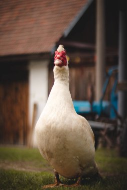 Gözünde kırmızı bir leke olan beyaz bir Moskovalı ördeğin portresi. Evcil hayvanlı köy organik çiftliği. Cairina Moschata büyük bir ördek. Küçük vahşi ve vahşi bir ırk..