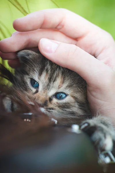 Blauwogige Kitten Armen Van Een Jonge Vrouw Aan Het Rusten — Stockfoto