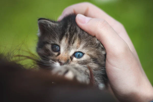 Genç Bir Kadının Kollarındaki Mavi Gözlü Kedi Yavrusu Dinleniyor Sarılıyor — Stok fotoğraf