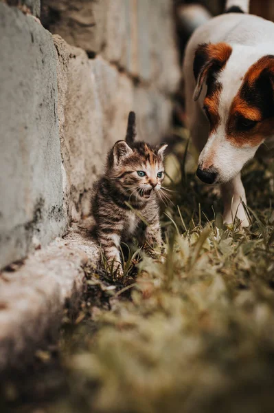 Grey Black Striped Kitten Goes Adventurous Journey His Jack Russell — 스톡 사진