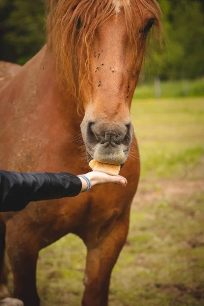 Young Breeder Gives Her Beautiful Brown Working Horse Roll Eat — 스톡 사진