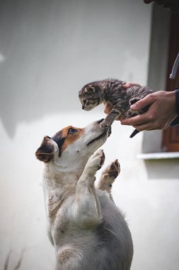 Çizgili kedi yavrusu, kendisini savunan ve bahçede onu takip eden koruyucu dişi köpeğini öper. Annelik bağı. Masumiyet ve şefkat. Yavru kediyi yalıyorum. Fırfırlı kedi.