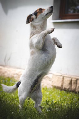 Sakin ve sevecen bir ifadeyle koruyucu Jack Russell Terrier bir çiftlikte yolun ortasında duruyor ve tüm hayvanları izliyor. Kökeni tilki avına dayanır..