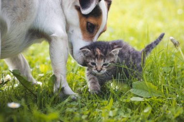 Gri tüylü kedi yavrusu çimenlerde yürüyor ve dişi köpek Jack Russel adımlarını izliyor. Kedi ve köpek arasındaki uyum. Felis Catus domesticus 'un ilk adımları. Şirinlik, masumiyet..