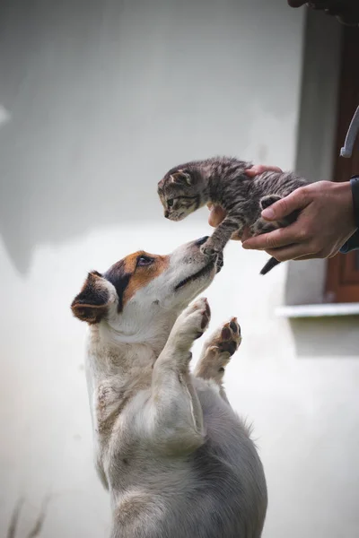 Striped kitten kisses his protective female dog, who defends him and follows him around the garden. Maternal bond. Innocence and affection. Licking the kitten. The frilly kitty.