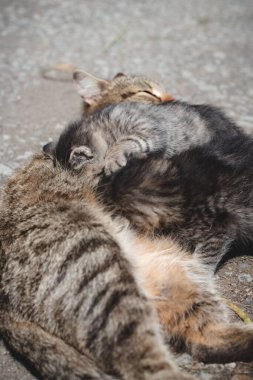 Yeni doğmuş kediler susuzluklarını gidermeye ve annelerinden süt içmeye çalışırlar. Yavru kediler sütle pozisyon almak için koşuşturuyorlar. Masumiyet, kırılganlık ve şirinlik..