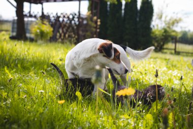 Dişi Jack Russell yavru kedilerle oynar ve onları kaybolmamak için izler. Mavi gözlü kediler çimenlerde yürür ve dünyayı keşfederler. Masumiyet, şirinlik..