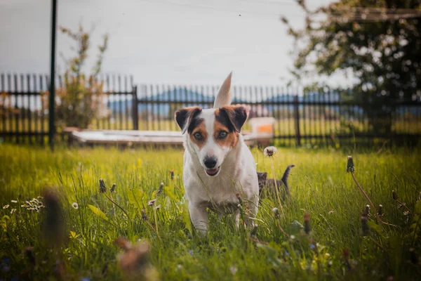 Sakin Sevecen Bir Ifadeyle Koruyucu Jack Russell Terrier Bir Çiftlikte — Stok fotoğraf