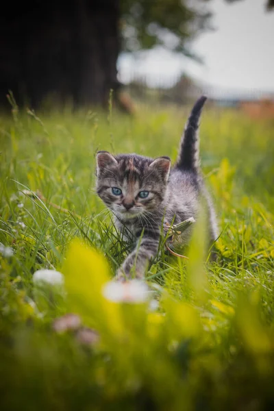 青い目をした灰色の毛皮の子猫は 草の中で最初の一歩を踏み出し 母親の監督の下で世界中を探索します 好奇心をそそる小さな目は新しい感覚を探る — ストック写真