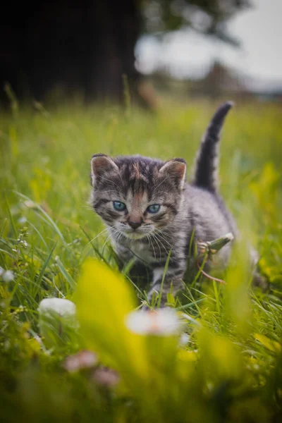 Mavi Gözlü Gri Tüylü Kedi Yavrusu Çimenlerde Ilk Adımlarını Atıyor — Stok fotoğraf