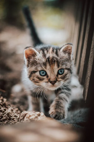 Young Explorer Blue Eyes Walking Fence Trying Get Know His — Stock Photo, Image