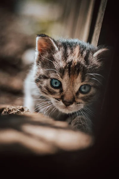 Cute Cuckoo Czarno Szarego Nowonarodzonego Kota Który Bada Nowy Świat — Zdjęcie stockowe