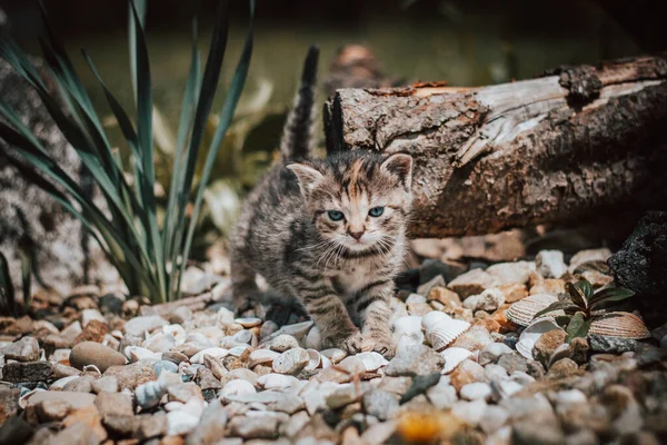 Harige Ontdekkingsreiziger Loopt Door Wildernis Zoek Naar Nieuwe Manieren Plezier — Stockfoto