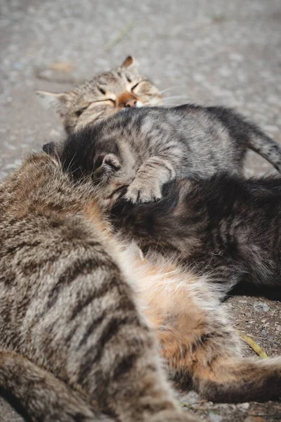 Nowonarodzone Koty Starają Się Zaspokoić Swoje Pragnienie Pić Mleko Matki — Zdjęcie stockowe