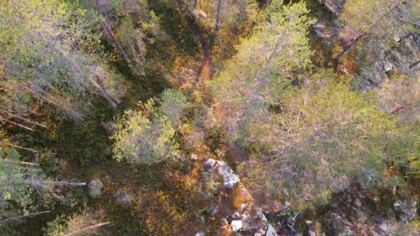 Menino Corre Pôr Sol Através Meio Uma Floresta Abetos Kajaani — Vídeo de Stock