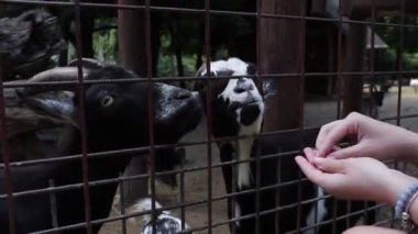 Evcil keçi, çitin içinden turistlerin elinden kurabiye almaya çalışıyor. Evcil keçi-antilop türleri genellikle çiftlik hayvanı olarak tutulur. Hayvan yemi.