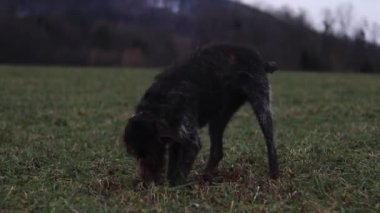 Bohem tel saçlı, sivri uçlu Griffon kokusunu aldığı bir hayvanı bulmak için tarlada çukur kazıyor. Hayvan avı. Ön ayakla tırmıklama. Tam HD