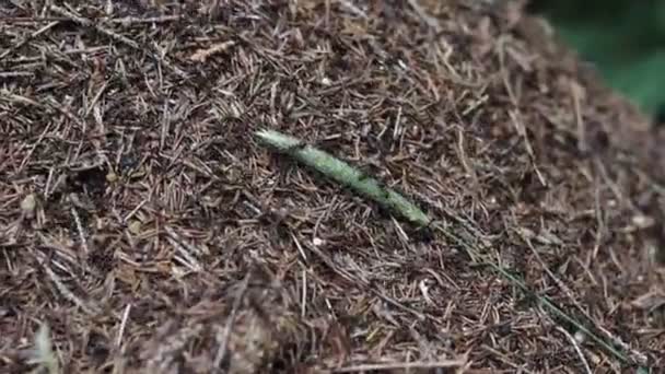 Formica Rufa Myrstack När Den Attackeras Liten Grön Stam Växt — Stockvideo