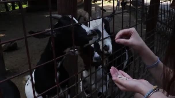 Koza Domowa Próbuje Wyrwać Ciasteczko Rąk Turystów Przez Płot Udomowione — Wideo stockowe