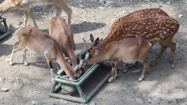 一群鹿正吃着槽里剩下的食物 喂动物 吃午饭的卷心菜 — 图库视频影像