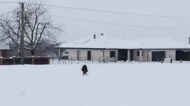 Söt Rough Coated Bohemian Pointer Körs Snön Och Hans Mun — Stockvideo