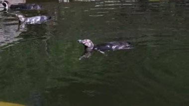 Humboldt penguenlerinin zorlu bir günün ardından yüzdükleri ve rahatladıkları göletteki konforu. Spheniscus humboldti sırtlarında yüzüyor ve karınlarını ısıtıyor.