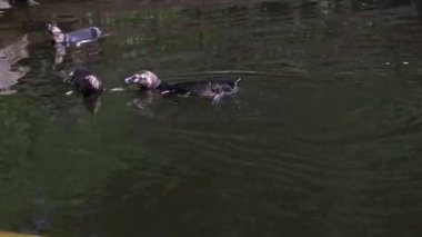 Humboldt penguenlerinin zorlu bir günün ardından yüzdükleri ve rahatladıkları göletteki konforu. Spheniscus humboldti sırtlarında yüzüyor ve karınlarını ısıtıyor.