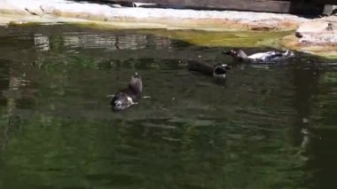 Humboldt penguenlerinin zorlu bir günün ardından yüzdükleri ve rahatladıkları göletteki konforu. Spheniscus humboldti sırtlarında yüzüyor ve karınlarını ısıtıyor.