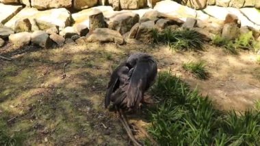 Siyah-gri Güneyli çığırtkan kuş toz tüylerini temizler ve tüm pirelerin tozunu almaya çalışır. Chauna torquata günlük temizlik. Tam HD