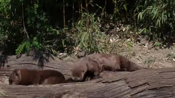 Obří Vydra Hraje Svými Sourozenci Pokouší Kousnout Kožešiny Ale Druhá — Stock video