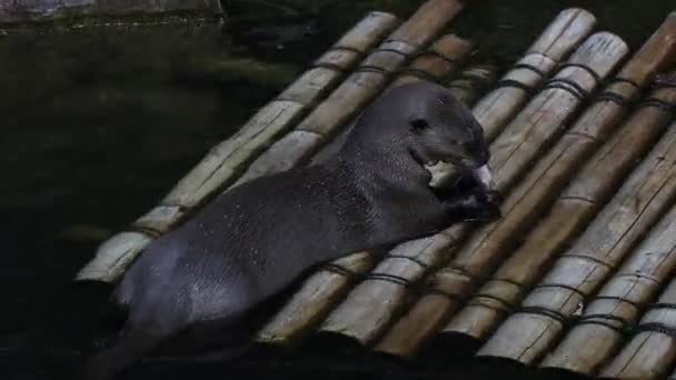 Riesenotter Gönnt Sich Mittags Den Kopf Eines Kleinen Fisches Mittag — Stockvideo