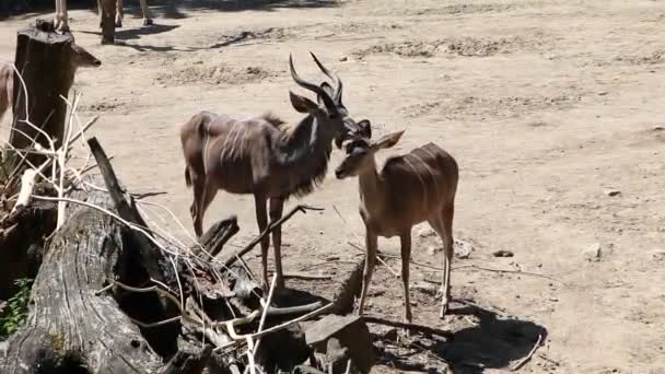 Przyjazny Moment Dwojga Czworonożnych Południowoafrykańskich Oryksów Żujących Trawę Oryx Gazella — Wideo stockowe