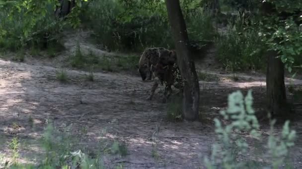 Έντονη Στιγμή Δύο Ριγωτής Ύαινας Στην Ερημιά Και Ένα Τρίτο — Αρχείο Βίντεο