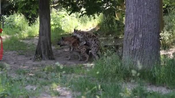 Intiem Moment Van Twee Gestreepte Hyena Wildernis Een Derde Bewaker — Stockvideo