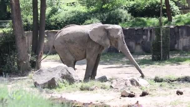 Der Erwachsene Afrikanische Buschelefant Benutzt Seinen Rüssel Sich Reinigen Indem — Stockvideo