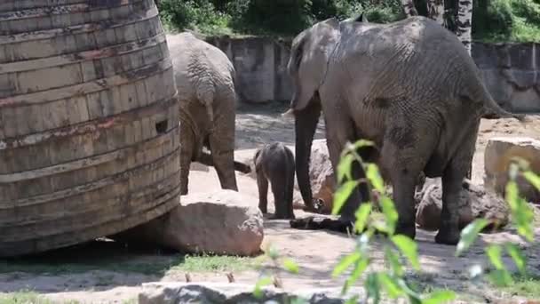 Baby Afrikaanse Olifant Loopt Door Wildernis Met Zijn Ouders Die — Stockvideo