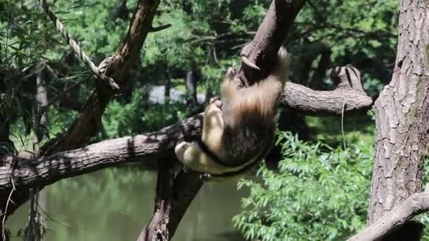 英俊潇洒的南方大熊猫爬上一棵树 试图通过户外运动来改善自己的体形 同时寻找一些蚂蚁来吃 — 图库视频影像