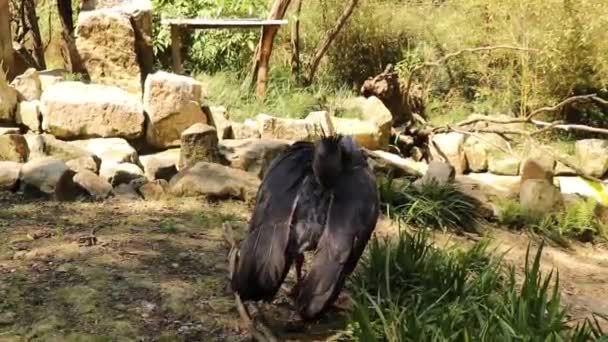 Černošedý Jižanský Ječící Pták Čistí Peří Prachu Snaží Oprášit Všechny — Stock video