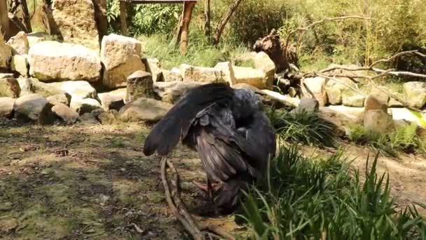 Zwart Grijs Zuidelijke Schreeuwvogel Reinigt Zijn Stofveren Probeert Alle Vlooien — Stockvideo