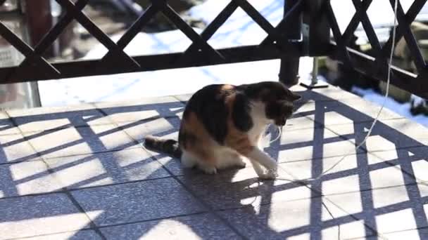 Giocoso Gatto Domestico Che Gioca Con Corde Tigre Stanca Sdraiata — Video Stock