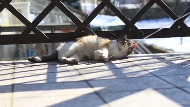 玩世不恭的家猫玩绳子 疲惫的母老虎躺在地上 试着用爪子抓住在空中飞舞的绳子 回到童年 — 图库视频影像