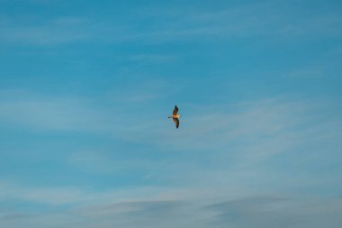 Danimarka 'nın Skagen kentinin üstündeki pastel gökyüzünde süzülen yalnız martı. İki denizin kıyısındaki özgürlük ve sükunetin minimalist bir tutsağı..