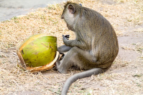 Macaque singe manger une noix de coco avec des doigts collants ! — Photo