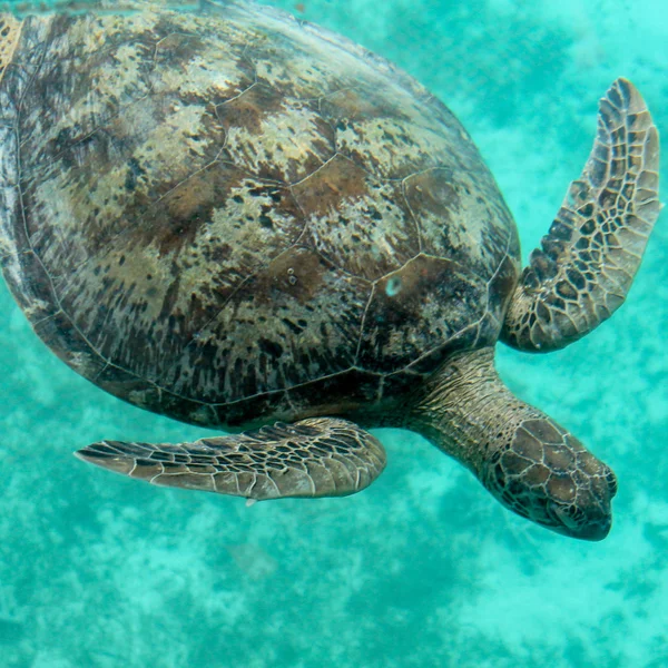 Sea Turtle Amedee Island, Nowa Kaledonia — Zdjęcie stockowe