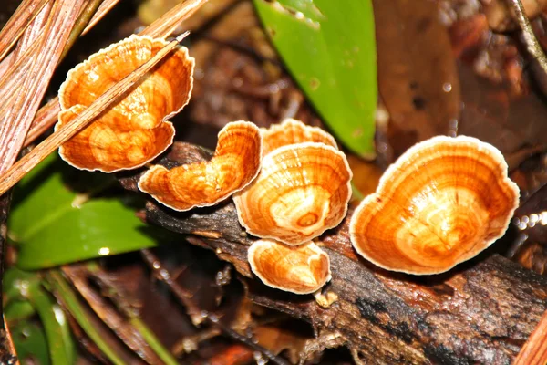 Cogumelos selvagens, Bako National Park, Bornéu, Malásia — Fotografia de Stock